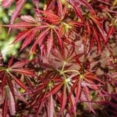Japán juhar Acer palmatum Jerre Schwartz P19