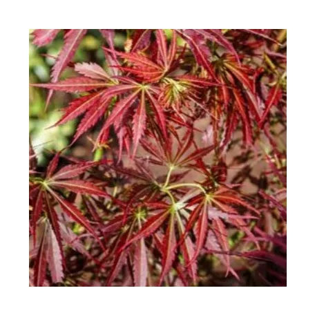 Japán juhar Acer palmatum Jerre Schwartz P19