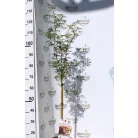 Japán juhar Acer palmatum Jerre Schwartz P19