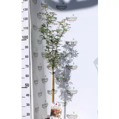Japán juhar Acer palmatum Jerre Schwartz P19