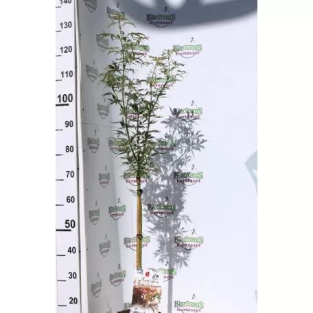 Japán juhar Acer palmatum Jerre Schwartz P19
