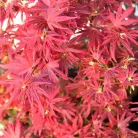 Japán juhar Acer palmatum Shaina P19