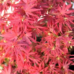 Japán juhar Acer palmatum Shaina P19