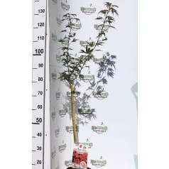 Japán juhar Acer palmatum Shaina P19