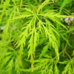 Japán juhar Acer palmatum Dissectum P19