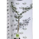 Japán juhar Acer palmatum Dissectum P19