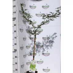 Japán juhar Acer palmatum Dissectum P19