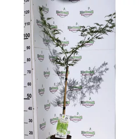 Japán juhar Acer palmatum Dissectum P19