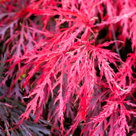 Japán juhar Acer palmatum Garnet P19