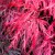 Japán juhar Acer palmatum Garnet P19