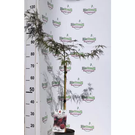 Japán juhar Acer palmatum Garnet P19