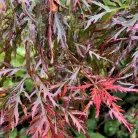 Japán juhar Acer palmatum Firecracker P19
