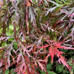 Japán juhar Acer palmatum Firecracker P19
