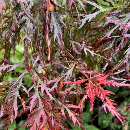 Japán juhar Acer palmatum Firecracker P19