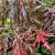 Japán juhar Acer palmatum Firecracker P19