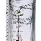 Japán juhar Acer palmatum Firecracker P19