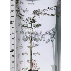 Japán juhar Acer palmatum Firecracker P19