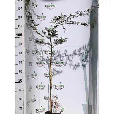 Japán juhar Acer palmatum Firecracker P19
