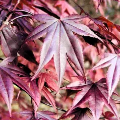 Bordó levelű japán juhar Acer palmatum Bloodgood C7,5