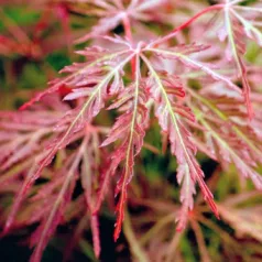 Japán juhar Acer palmatum Orangeola C7,5