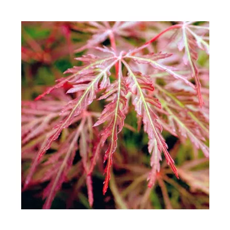 Japán juhar Acer palmatum Orangeola C7,5