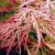 Japán juhar Acer palmatum Orangeola C7,5