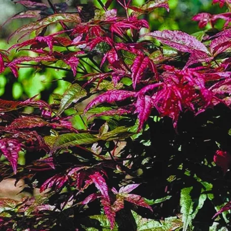 Japán juhar Acer palmatum Shin-Deshojo C7,5