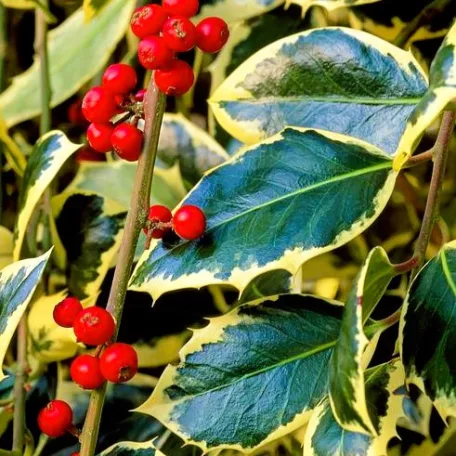 Tarkalevelű magyal Ilex Argentea Marginata V2