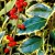 Tarkalevelű magyal Ilex Argentea Marginata V2