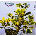 Sárga tarka magyal Ilex altaclerensis Golden King V2