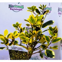 Sárga tarka magyal Ilex altaclerensis Golden King V2