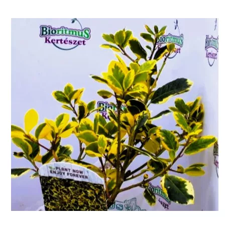 Sárga tarka magyal Ilex altaclerensis Golden King V2