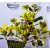 Sárga tarka magyal Ilex altaclerensis Golden King V2