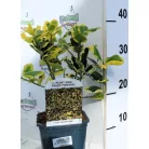 Sárga tarka magyal Ilex altaclerensis Golden King V2