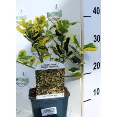 Sárga tarka magyal Ilex altaclerensis Golden King V2