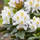 Örökzöld havasszépe Rhododendron Madame Masson P17