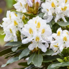 Örökzöld havasszépe Rhododendron Madame Masson P17