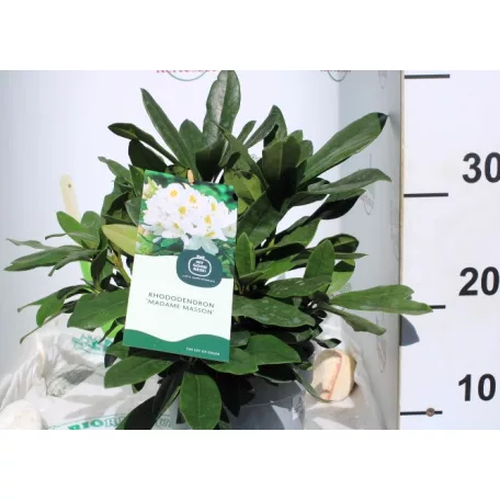 Örökzöld havasszépe Rhododendron Madame Masson P17