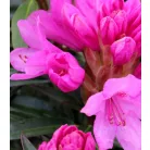 Örökzöld havasszépe Rhododendron Graziella P17