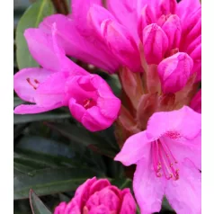 Örökzöld havasszépe Rhododendron Graziella P17