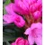 Örökzöld havasszépe Rhododendron Graziella P17