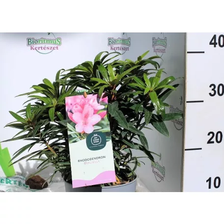 Örökzöld havasszépe Rhododendron Graziella P17