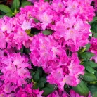 Örökzöld havasszépe Rhododendron Roseum Elegans P17
