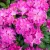 Örökzöld havasszépe Rhododendron Roseum Elegans P17