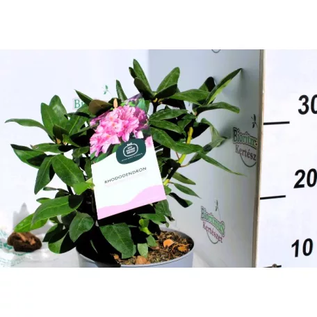 Örökzöld havasszépe Rhododendron Roseum Elegans P17