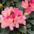 Örökzöld havasszépe Rhododendron Percy Wiseman P17