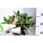 Örökzöld havasszépe Rhododendron Percy Wiseman P17