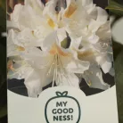 Örökzöld havasszépe Rhododendron Cunningham's White P17