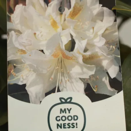 Örökzöld havasszépe Rhododendron Cunningham's White P17