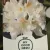 Örökzöld havasszépe Rhododendron Cunningham's White P17